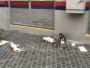 クアラルンプールの路上猫たち