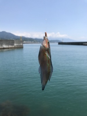 釣れた魚