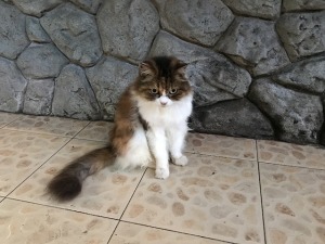 ピピ島の猫